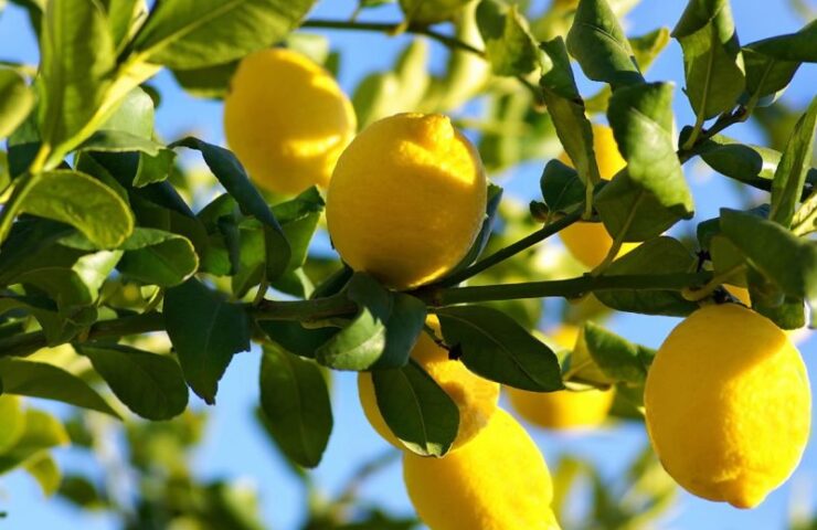 Citrusi-gajenje-limuna-800x533