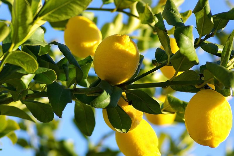 Citrusi-gajenje-limuna-800x533