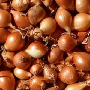 Luk arpadžik holandski žuti 1kg