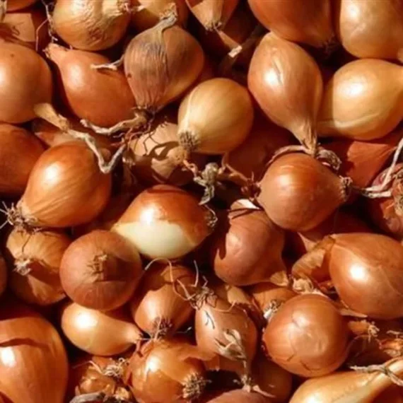 Luk arpadžik holandski žuti 1kg